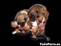 Adoptar un perro Adoptar un perro