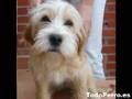 Adoptar un perro