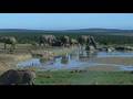 Funny: Elephants at waterhole Part 1 - did he know he was filmed?