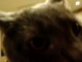 My Cuddly Little Kitten... Sweetest Cat Ever!!!