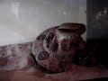 my snake eating my snake eating