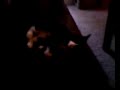 Sleepy Kitty