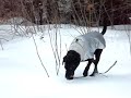I love my dog