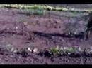 Tour of My Garden