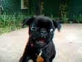Bobo (our black Pug puppy) running around. No audio