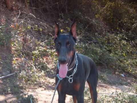 DOBERMANN