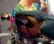 Parrots Love To Destroy Things!