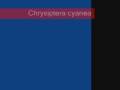 Chrysiptera cyanea (orange tail)