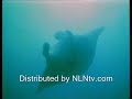 Animal Kingdom Arabic Trailer Animal Kingdom Arabic Trailer