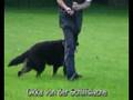Schutzhund Okka von der Schiffslache OB