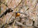 Daurian Redstart (Male)