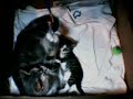 Kittencam - August 23, 2009, 8:15 PM