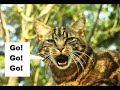 Cats - I Wanna Rock