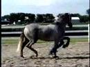 PRE Stallion, RC Duque