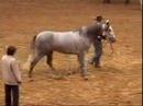 PRE Stallion, RC Duque