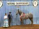 PRE Stallion, RC Duque