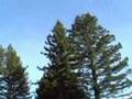 Frosted-Flake-Wood