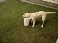 videos de Ferocious Waylon
