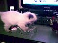 Pisici comice; funny cats