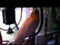 videos de All the Pets in the Family Room