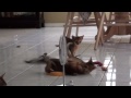 Kittens Mirror Dance