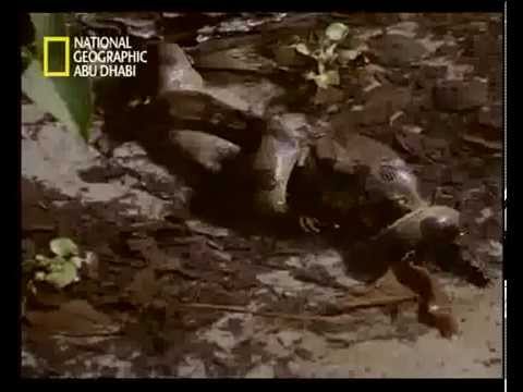 اكبر زب في العالم