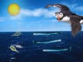 Hvað gerist þegar sandsílið hverfur úr sjónum við Vestmannaeyjar? Þessi náttúrulífsmynd er lokaverkefni Rannveigar Magnúsdóttur úr Kvikmyndaskóla Íslands 2007.
