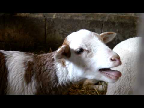 See video