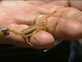 Ray Mears Extreme Survival: Spiders Snakes & Scorpions