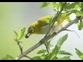 Suara masteran pleci durasi pendek | Master pleci kacamata ngalas