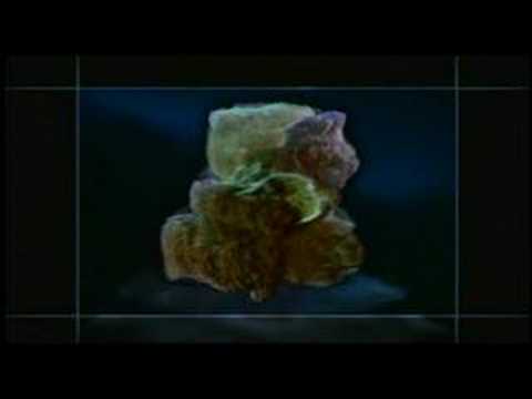 Porifera- estrutura