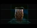 Porifera- estrutura
