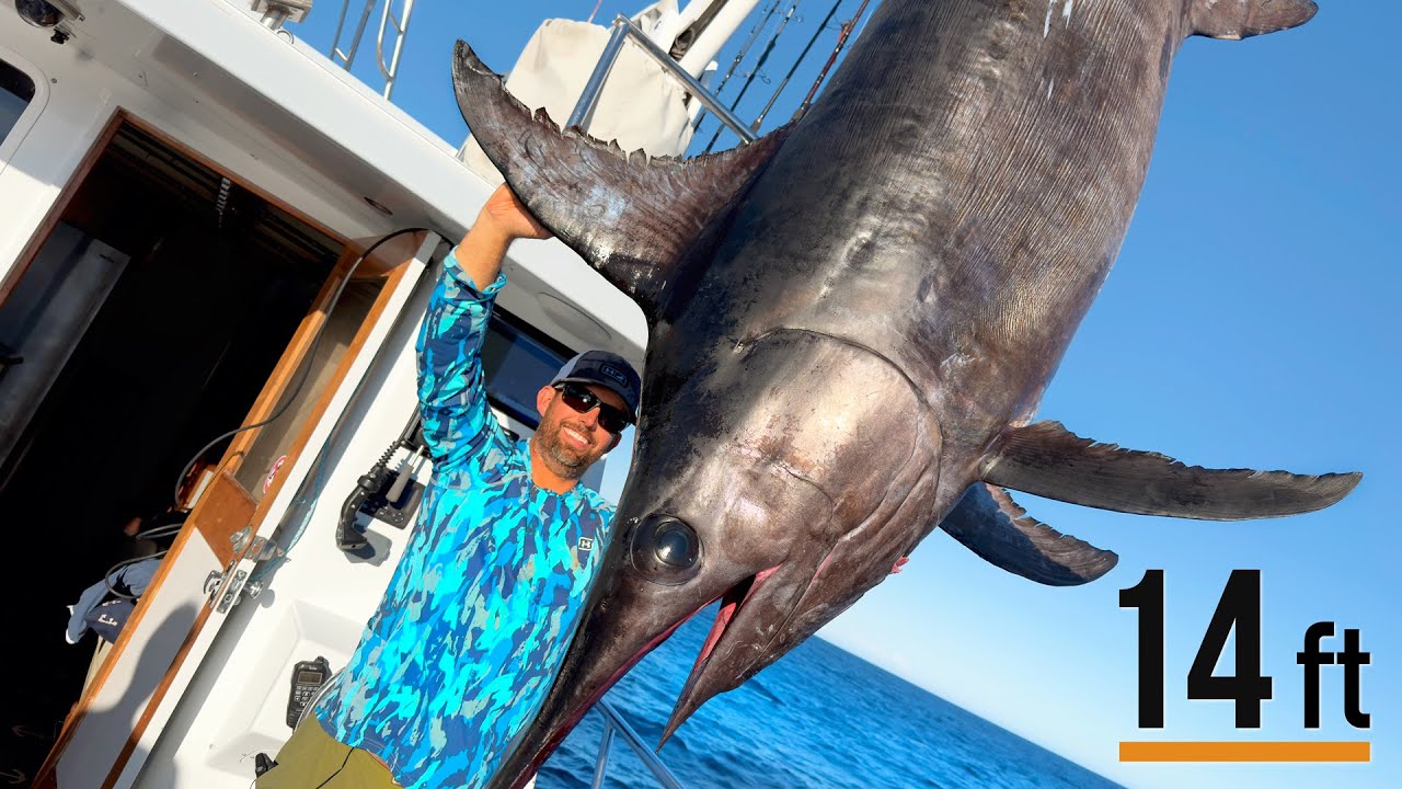 Giant Swordfish, Mako Sharks and Bluefin Tuna