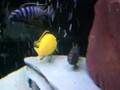 Mbuna mating