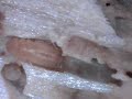 Gribbles (Limnoria) in wood