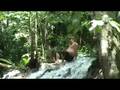 videos de Finca El Paraiso, Rio Dulce, Guatemala
