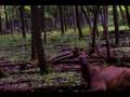 BUSSE WOODS