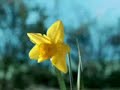 Kotzende Blume