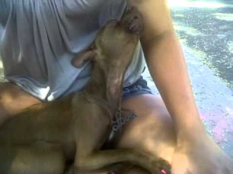 chikeko - Puppy funny sirens howl dressed up swag .boy? Girl? It? Chihuahuas Mexico.