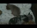 videos de Malony Family Pups