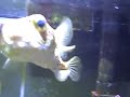 Puff Swiming Puff Swiming