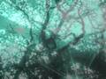 port-royal - leitmotiv | glasnost
