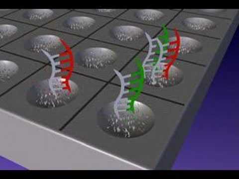 how to isolate full length cdna