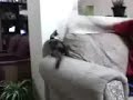 gata carlota y stefano