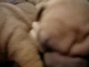 shar peis glotones shar peis glotones