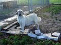 KANGAL KANGALDOGS TOROS