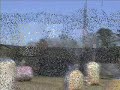 Myrtle Beach Killa'Z At Paintball USA In Myrtle Beach SC