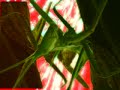 grasshopper grasshopper