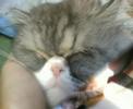 LUCA CAT PERSIANO FUNNY persian movie