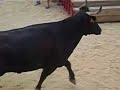 Bull Running Into the Sea